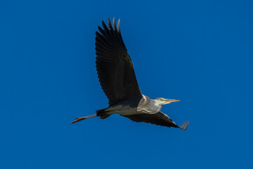 Flying Gray Heron Ardea cinerea Costa Ballena Cadiz