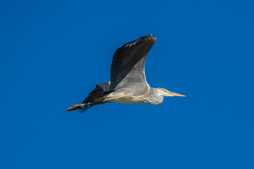 Flying Gray Heron Ardea cinerea Costa Ballena Cadiz