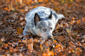 Blue heeler dog among autumn leaves. Portrait of australian cattle dog at nature.