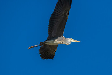 Flying Gray Heron Ardea cinerea Costa Ballena Cadiz