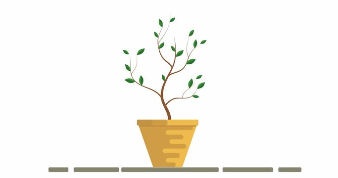 Growing plant in a pot flat animation isolated on white.