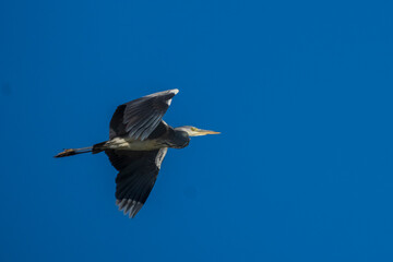 Obraz premium Flying Gray Heron Ardea cinerea Costa Ballena Cadiz