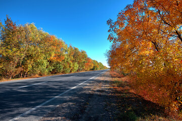Empty autumn road, highway, with beautiful trees on the sides, against the background of a clear, blue sky, without clouds