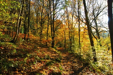autumn in the forest