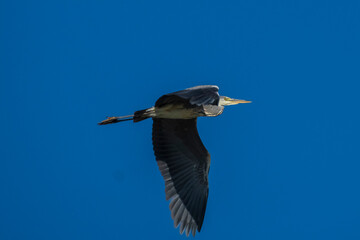Flying Gray Heron Ardea cinerea Costa Ballena Cadiz