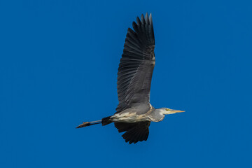 Fototapeta na wymiar Flying Gray Heron Ardea cinerea Costa Ballena Cadiz