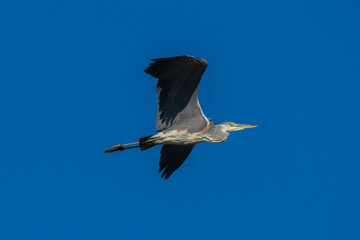 Flying Gray Heron Ardea cinerea Costa Ballena Cadiz