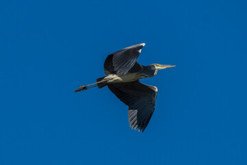 Flying Gray Heron Ardea cinerea Costa Ballena Cadiz
