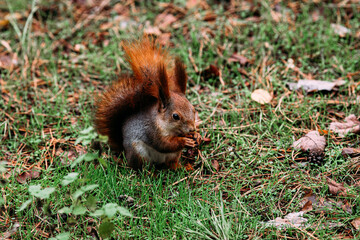  A girl feeds a walnut to a red squirrel in the autumn forest