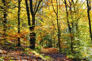 Obraz premium autumn in the forest