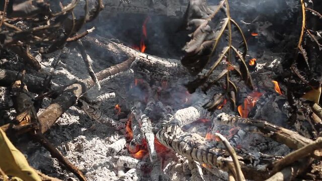 Fire is burining tree in forest.