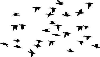 Silhouette of duck in flight, Vector on white background