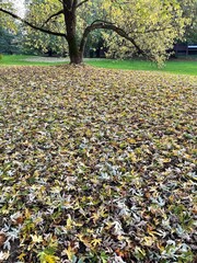 Obraz premium Foliage d'autunno a Basiglio - Parco Sud Milano 