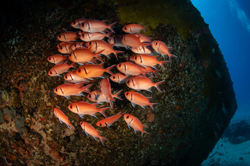 Blackbar soldierfish on wreck at St Maartin. Dutch Caribbean