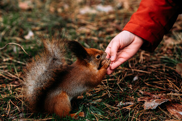  A girl feeds a walnut to a red squirrel in the autumn forest