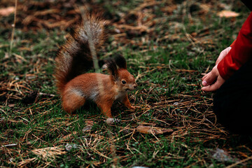  A girl feeds a walnut to a red squirrel in the autumn forest