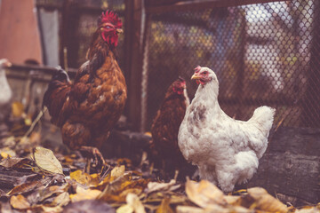 Chickens walk in the paddock. Chicken b rooster walks on a pile of dry leaves in an aviary on an autumn day on a farm.