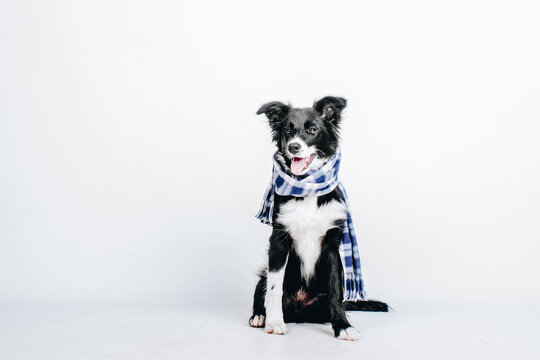 Studio portrait of a cute puppy dog border collie with checkered scarf around the neck isolated on white background. Dog in clothes.