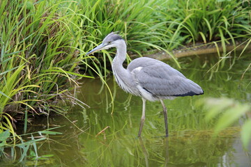Fischreiher im Wasser