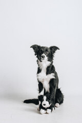 Studio portrait of the puppy dog border collie sitting and holding a toy. Playful puppy with a toy. 