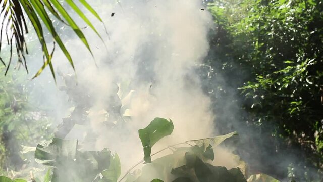 Many smoke apear from burning leaves and Timber, Stop carbon dioxide from agriculture activity concept.