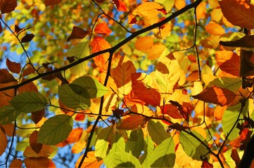 autumn leaves background