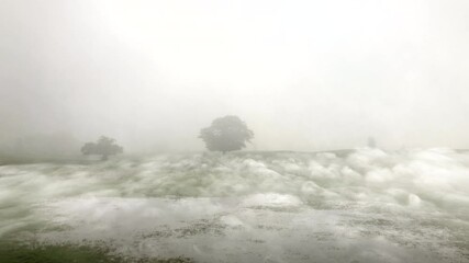 Beautiful enchanted landscape with ancient old oak tree in the middle of a foggy field - Powered by Adobe