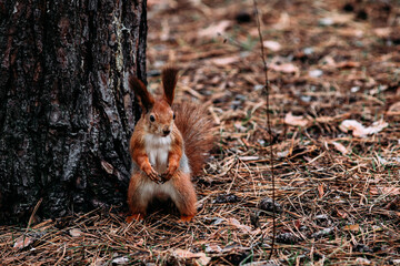  A girl feeds a walnut to a red squirrel in the autumn forest