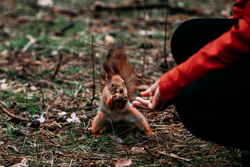  A girl feeds a walnut to a red squirrel in the autumn forest