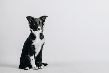 Studio portrait of the puppy dog border collie sitting and looking straight isolated on white background.