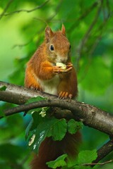 Ein rotes Eichhörnchen sitzt im Sommer auf einem Ast mit einer Nuss zwischen grünen Blättern, sciurus vulgaris