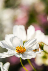 白いコスモス