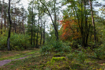 Autumn on a woodland path in Roekelse Bos, near Otterlo, Veluwe, Gelderland, Netherlands