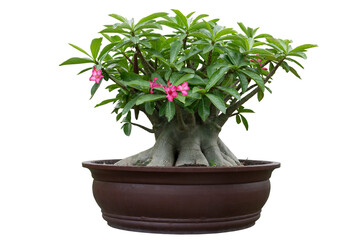 Pink desert rose, mock azalea, pinkbignonia or impala lily flowers bloom in pot isolated on white background included clipping path.