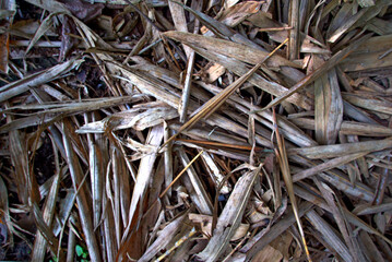 "
grass tropical forest background, horizontal view, dry bamboo tree leaves form a profile"
