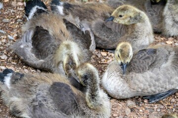 group of goslings having a rest