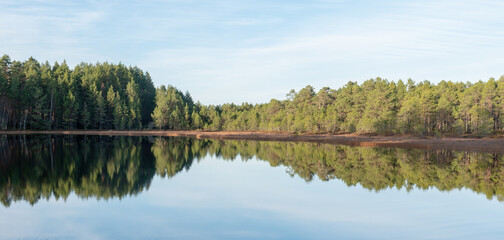 Reflection of trees in the lake
