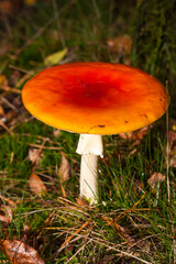 Fly agaric (Amanita muscaria), growing in conifer woodland, Roekelse Bos, Veluwe, Gelderland, Netherlands