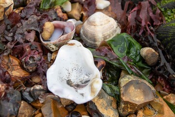 oyster shell on the pebbles amongst the seaweed
