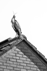 Grey Heron Standing On Top Of the Roof Of A House