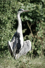 Grey Heron With Wings Out On The Bank Of A Canal
