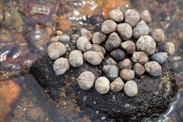 common periwinkles attached to a rock on the seashore
