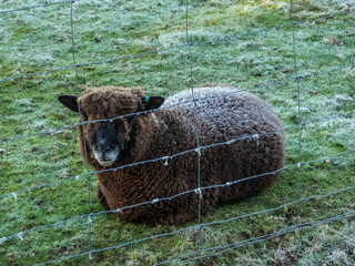 pretty black sheep covered in frost