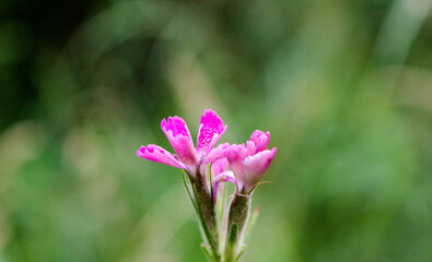 Fototapeta premium purple flower in the garden
