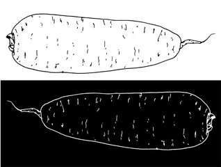 drawing of a root vegetable with a white line on a black background. Daikon, Japanese radish or carrot with a blunt end. Cartoon clip art illustration isolated on white background. Hand drawn drawing 