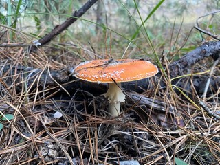 mushrooms in the forest in autumn