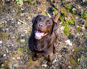 Happy dog