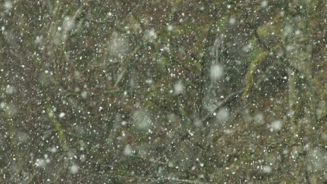 SLOW MOTION, FOCUS PULL heavy snow falls in a rural setting.150fps