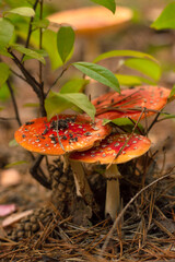 Beautiful fly agarics grow in the autumn forest under a bush.