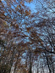 Espectaculares fotos de la naturaleza en Otoño